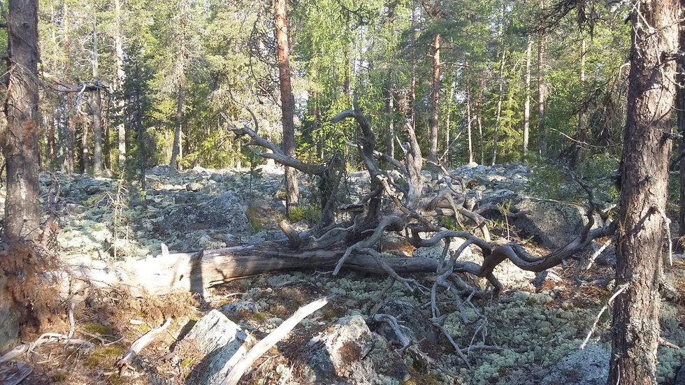 Trädet som gjort sitt.