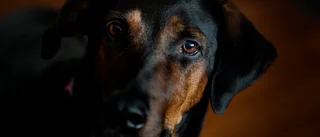 "Hunden kan rastas på andra ställen"