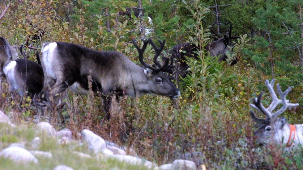 Östra Kikkejaurs sameby hotas av vite på en halv miljon kronor om inte renarna flyttas. (Arkivbild)