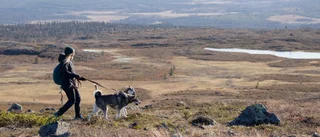 Snabb fjällfeeling på Dundret i Gällivare