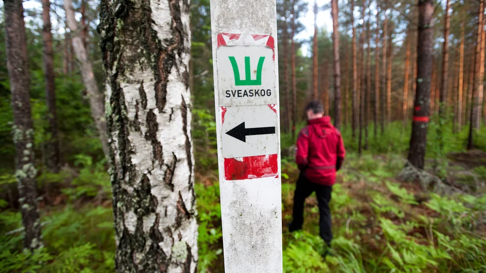 Vi vill att Sveaskog i första hand ska vara ett aktivt skogsbrukande företag, skriver bland andra Jonas Andersson (SD), riksdagsledamot.