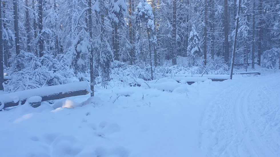 Insändarskribenten vill tacka kommunen för att träd har fällts vid skidspåret mellan Skogstorp och Vilsta.