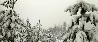 Läsarbilden                   