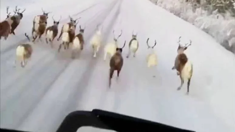 Här blir renarna jagade av lastbilschauffören.