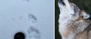 Varg har rivit renvaja i Kalix