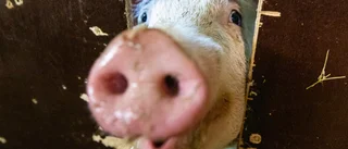 Våg av intrång på gårdar – salmonella sprids