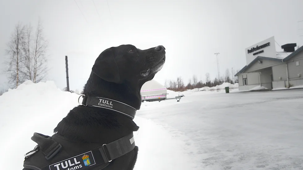 Boy, åtta år, har återigen visat att han har en exceptionell nos.