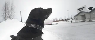 Nya narkotikafynd av knarkhunden Boy