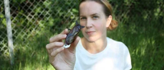 Larvigt gott – så lagar du insekter till middag