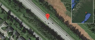 Älg på vägen på väg 97