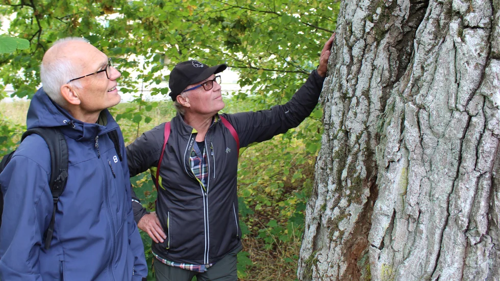 Gunnar Ölfvingsson och Janne Moberg valde ut tio lovande ekar i Berga. I fem av dem hittades läderbaggen.