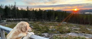 Hunden Blixtra njuter av utsikten från Brännaberget