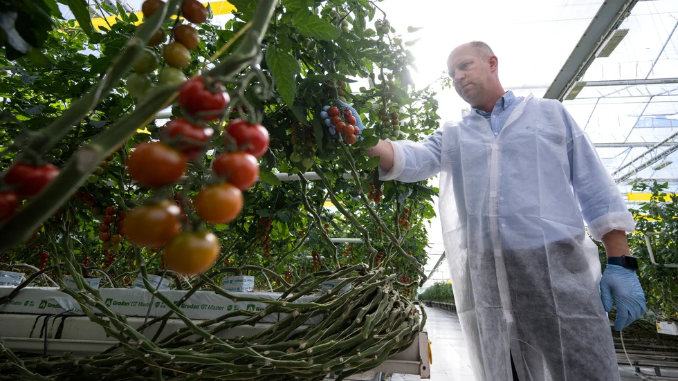 Släcker ljuset – inga tomater i vinter. Mindaugas Krasaukas, platschef på Nordic Greens i Trelleborg, i den del av växthusen där man har vinterbelysning och nyligen investerat tre miljoner kronor för att omgivningen inte ska störas av det rosa ljus som läckt ut i vinternatten tidigare.