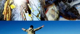 Fröbomba och chefsnappning?