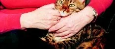 Katten, vad  
det kliar!