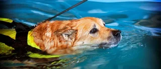 Hunden Frasse går på simkurs