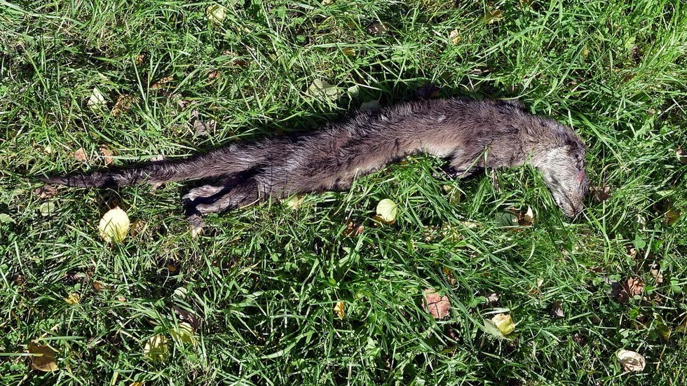 Död. Uttern hade ett stort sår i huvudet och såg delvis skalperad ut.