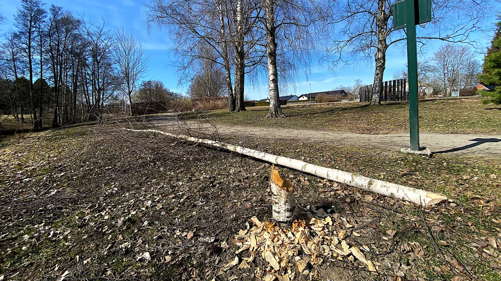 Björken som planterades för att högtidlighålla Finlands 100 år som självständig stat har fällts av en bäver.