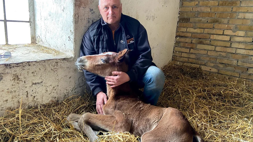 Travhästen Temple Street dog bara några timmar efter att hon fött ett föl. Nu efterlyser Michael Demmers, som äger och driver Västerbro Stuteri, en mamma och amma till fölet.