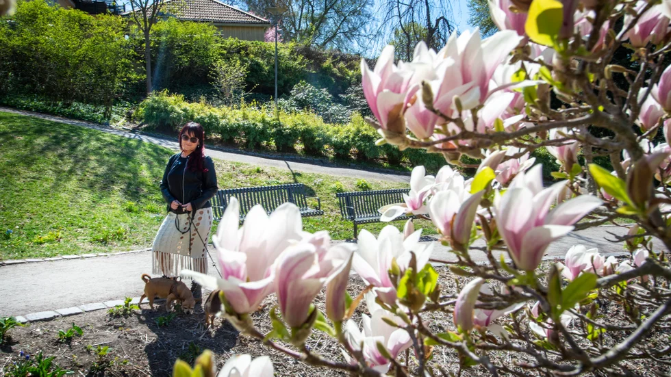  Johanna Ansmark med hundarna Selma och Mollie njuter av solen - och magnolian.