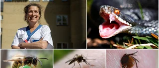 Barnläkaren: "Låt dem inte förstöra sommarlovet" • Så hanterar du ✓ huggormsbett ✓ getingstick ✓ fästingar 