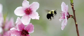 Finns ingen anledning att hymla om flygskatt