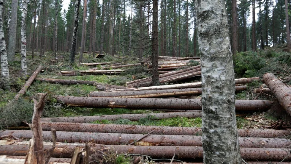 SKOGSBRUK. En majoritet av dagens svenska skog ser ut som den gör för att den brukats av människor i generationer, skriver företrädare för Mellanskog.
