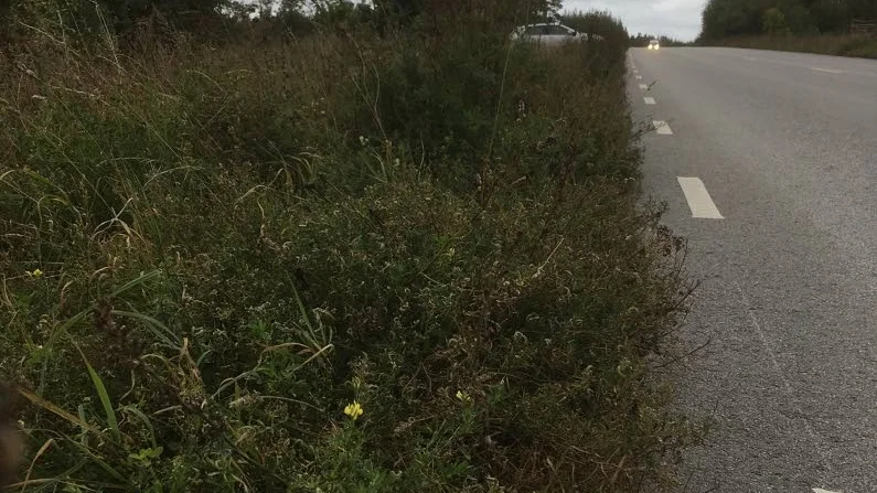 Vägkanter. Allt för ofta i otrimmat skick.