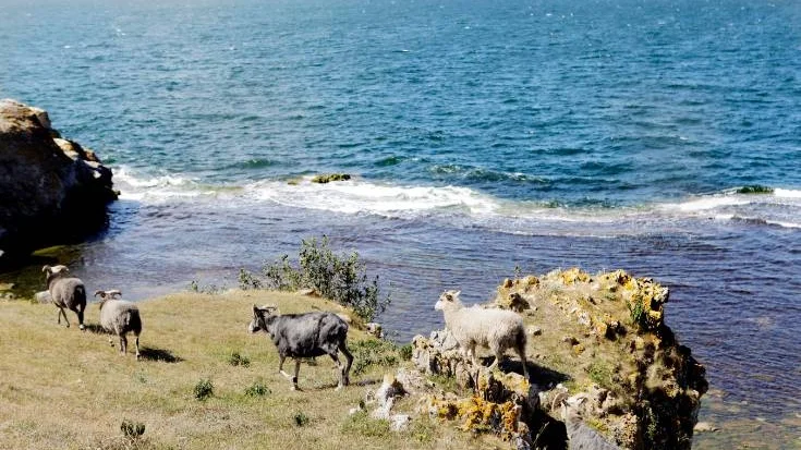 Lilla Karlsö naturreservat


Får ej vidareutnyttjas utan tillstånd från upphovsman.
   Tillstånd ges dock i utsträckning enligt  
   lokalt UHR avtal för GotlandsMedia AB

Linda Berglund
tel. 0709 479080