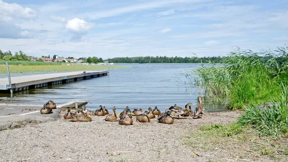 Fåglar tycks trivas väldigt bra i Frösjön.