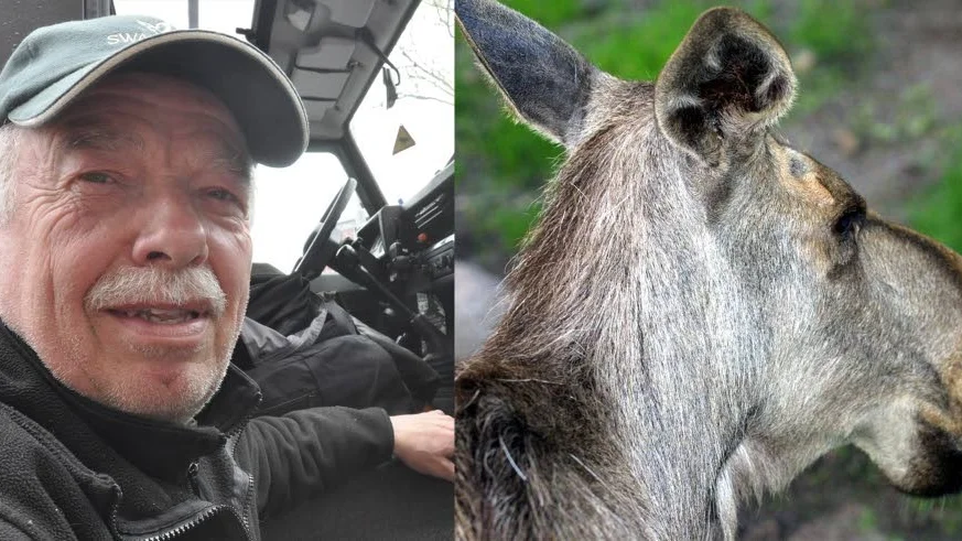 Bengt Olén, viltvårdare i Gnesta kommun, berättar om hur man ska tänka när man möter en älg.