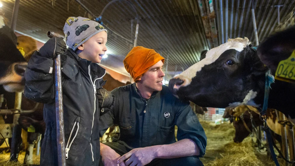 Jordbruket i Norrbotten bedrivs inte på samma sätt som familjen Liljebäck gjorde på Nya Zeeland. Alfred, 4 år,  följer gärna med pappa Jakob Liljebäck i ladugården.