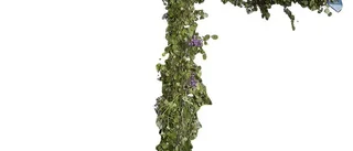 Därför firar vi midsommar