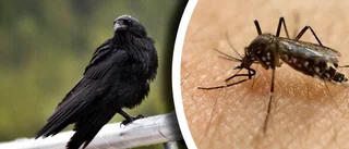 Övervakar virus – kan smitta både människor och hästar