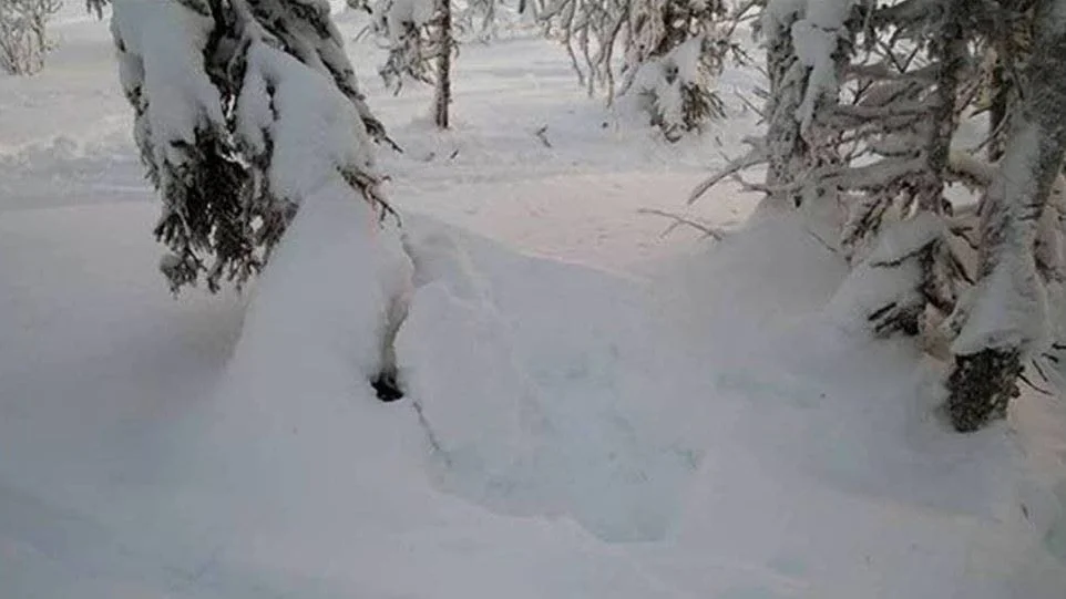 Här i snögropen misstänks järven ha dödats. I bakgrunden syns spår från de skotrar som av allt att döma förföljt och därefter kört över djuret.