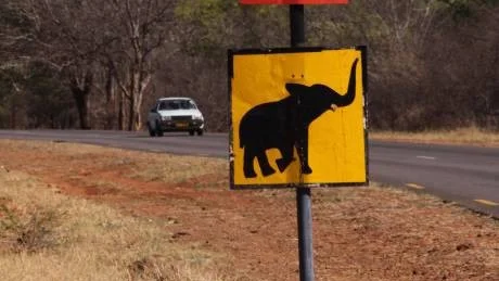 Möjligheterna är stora att få se alla "big five", buffel, elefant, lejon, leopard och noshörning, förutom antiloper, giraffer och zebror.