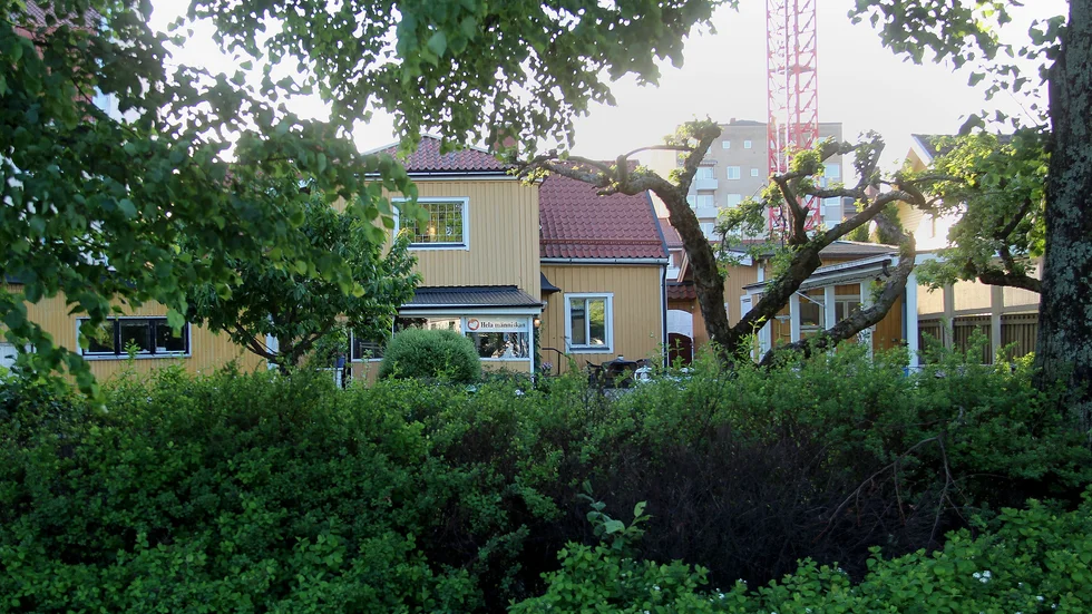 Det blir konsert i trädgården vid Härbärget med låtskrivaren Peter Hallström på onsdagskvällen.