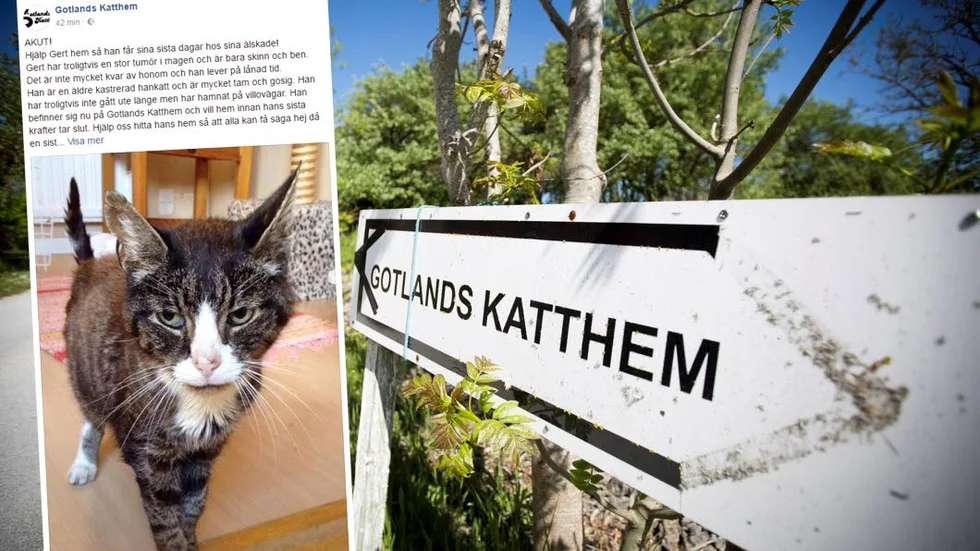 Gotlands katthem vädjar om hjälp för att hitta den döende katten "Gerts" hem för att hans familj ska få säga hej då en sista gång.