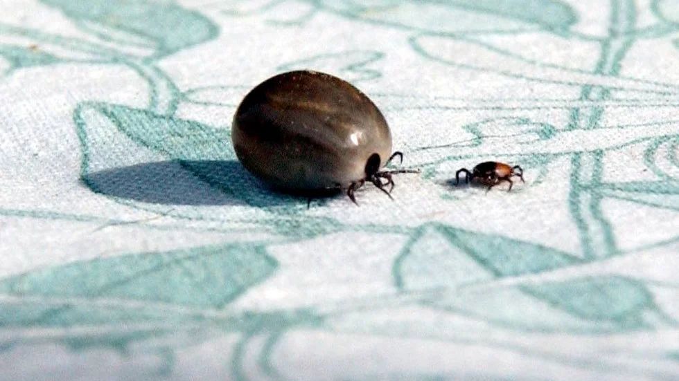 Borrelia är en infektionssjukdom som orsakas av bakterier. Det vanligaste symtomet är en typisk hudrodnad. Sjukdomen sprids av fästingar.