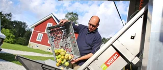 Mastigt äppelår gav mustrekord