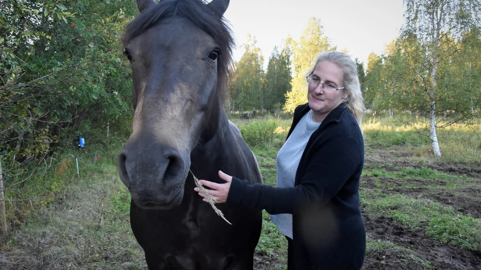 "Nordsvensken har fått en renässans för att det är en frisk ras. De är gjorda för det klimat och förutsättningar vi har här. De färdas lätt i skogen och har de delarna i sig", säger Anna-Caisa Lindbäck.