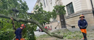 Ek föll vid Engelska parken