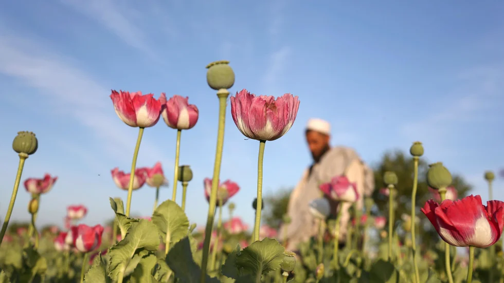 Ett opiumfält i Jalalabad, Afghanistan. Arkivbild.