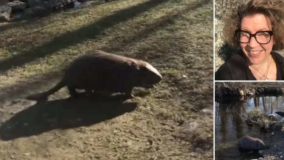 Jenny Wistbacka filmande bävern, som hon efter mötet kallar "Castor". Hon vill samtidigt passa på att uppmana till att lämna vilda djur ifred. 