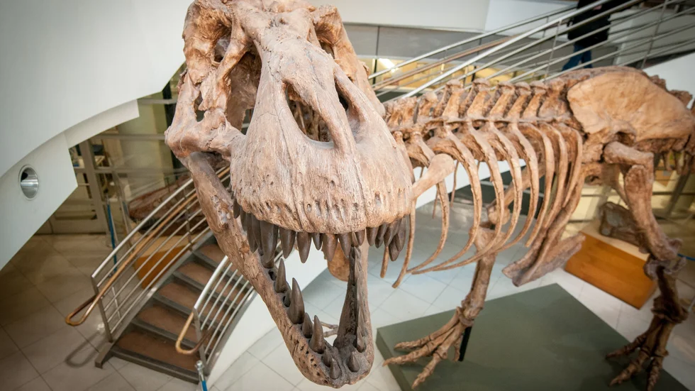 Det fanns "bara" cirka 20|000 tyrannosaurier på en och samma gång, när det begav sig. Men totalt har det funnits miljarder av dem, visar forskning. På bilden syns en avgjutning av ett av de 32 mer eller mindre kompletta fossila skelett av detta djur som någonsin har hittats. Arkivbild.