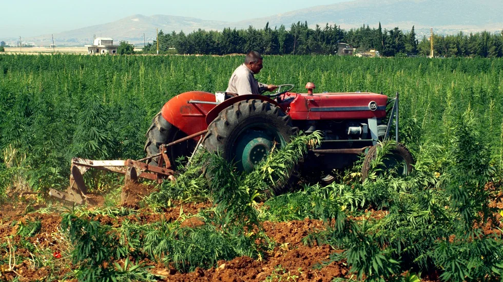 En traktor kör fram över en cannabisodling i Baalbek i Libanon 2011. Det har blivit allt vanligare att jordbrukare i regionen byter potatis och bönor mot den billigare grödan cannabis.