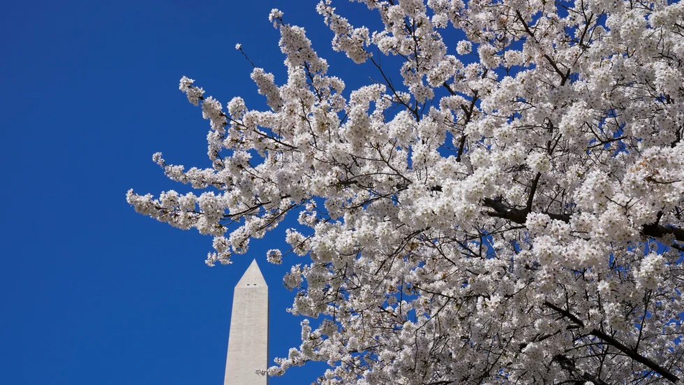 Körsbärsträden står i blom i USA:s huvudstadsområde Washington DC, som Demokraterna hoppas ska bli en egen delstat. Arkivbild.