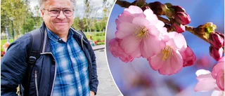 Då blommar Luleås egna körsbärsträd • "Det blir som ett tak"