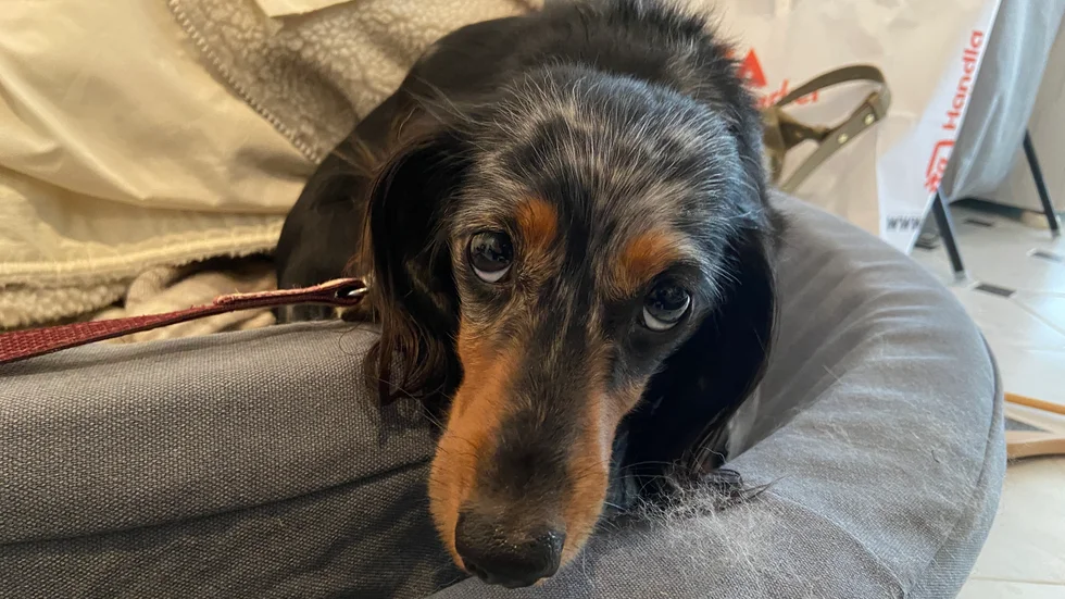 Under helgen bråkade två parter om en hund såpass att den ena tillkallade polis. Hunden på bilden har ingen koppling till ärendet. Bilden är en arkivbild.
