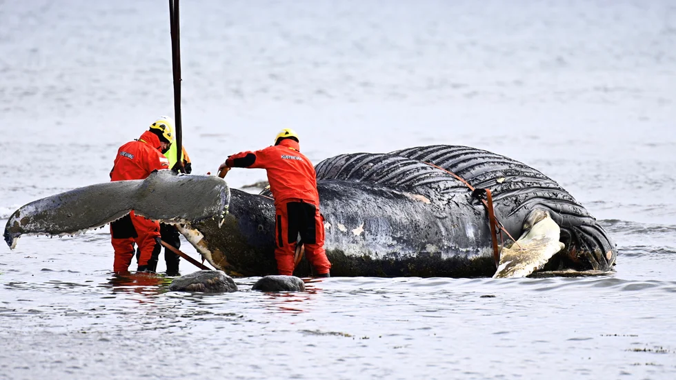 Flytten av den döda knölval som flöt förbi Gotland och sedan strandade på Öland beräknas kosta mer än 200 000.  Naturvårdsverket kommer att stå för kostnaden.